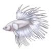 Betta: Platinum Crowntail